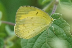 Correbia punctigera - Dreipunkt-Grasgelb